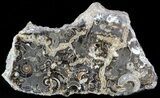 Polished Ammonite Fossil Slab - Marston Magna Marble #49598-1